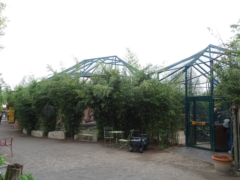 Hyrax/squirrel/parrot/guineafowl enclosure