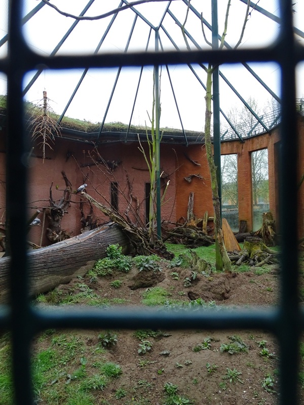 Hyrax/squirrel/parrot/guineafowl enclosure