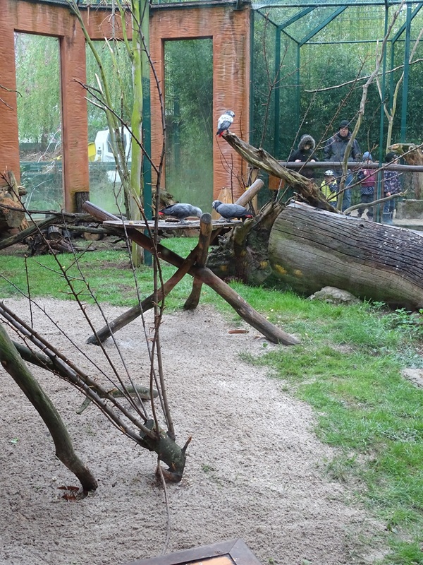 Hyrax/squirrel/parrot/guineafowl enclosure