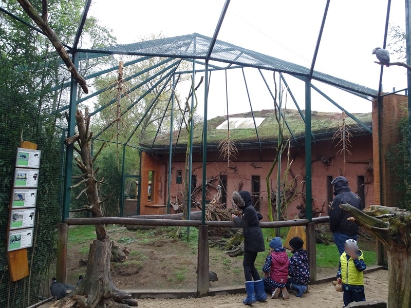 Hyrax/squirrel/parrot/guineafowl enclosure