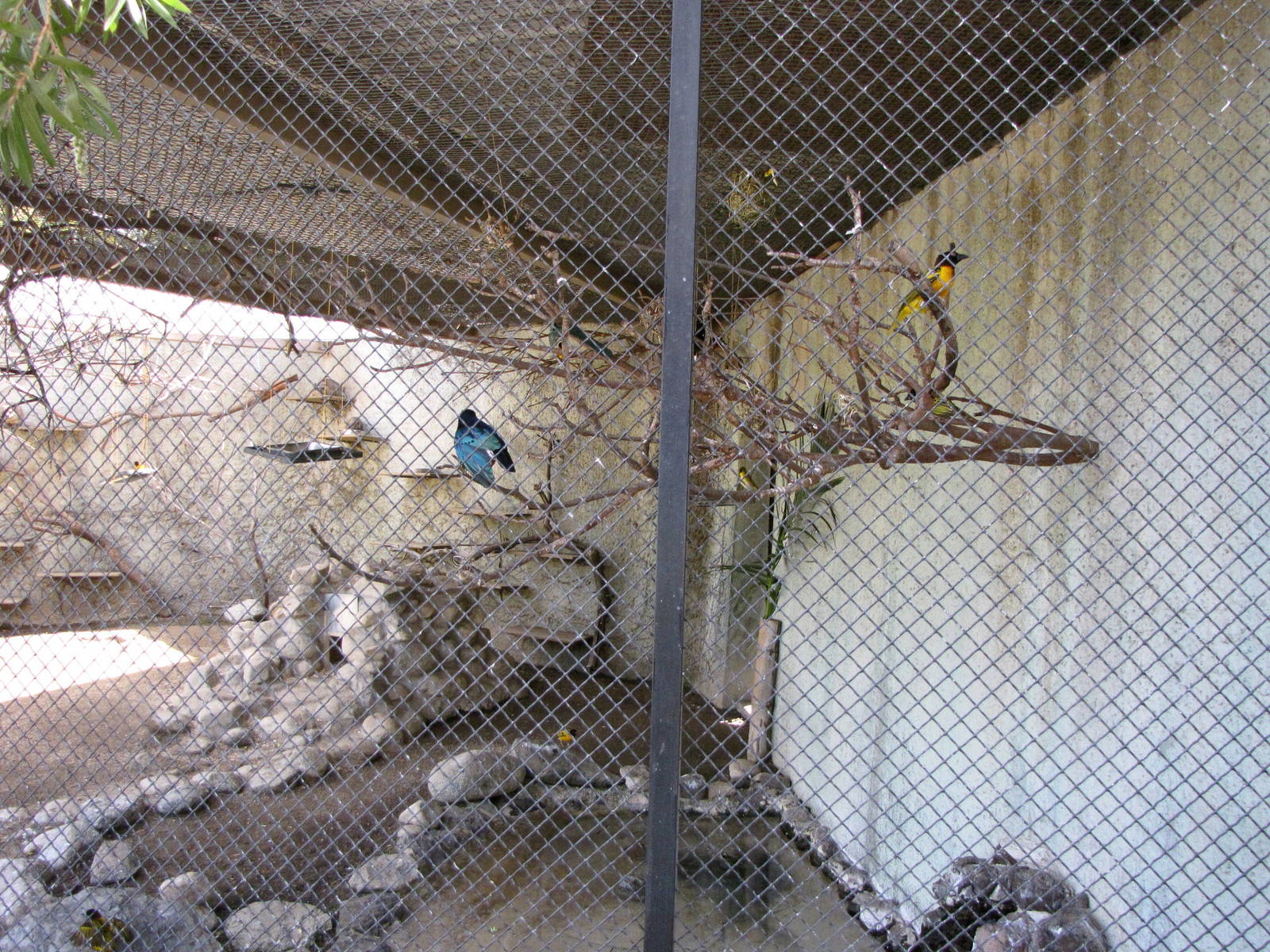 Hyrax/Superb Starling/Black-headed Weaver Exhibit