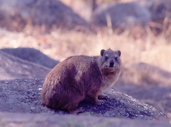 Hyrax