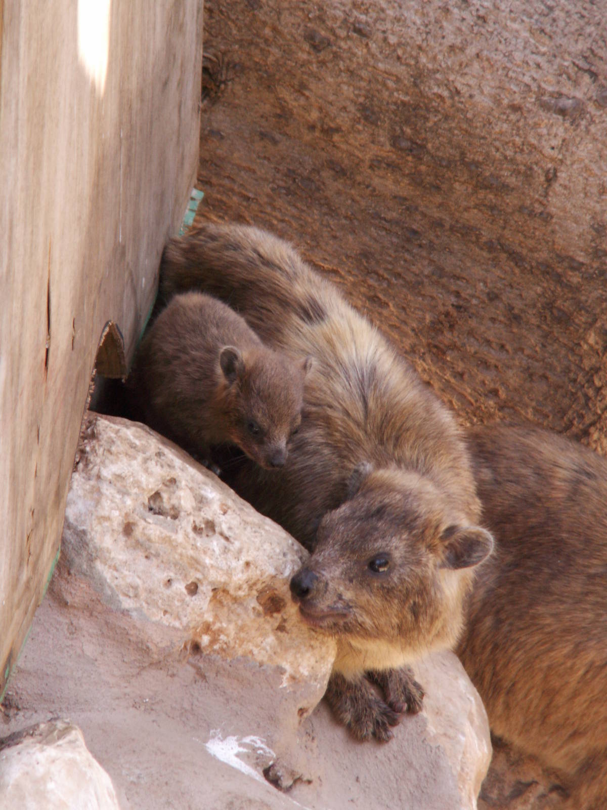 hyrax