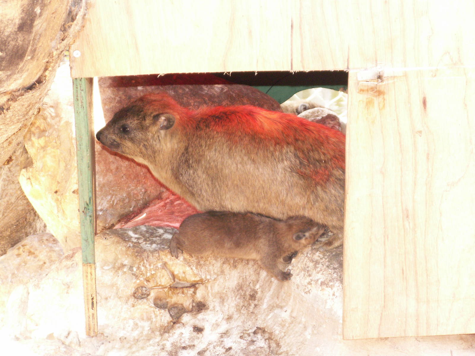 hyrax