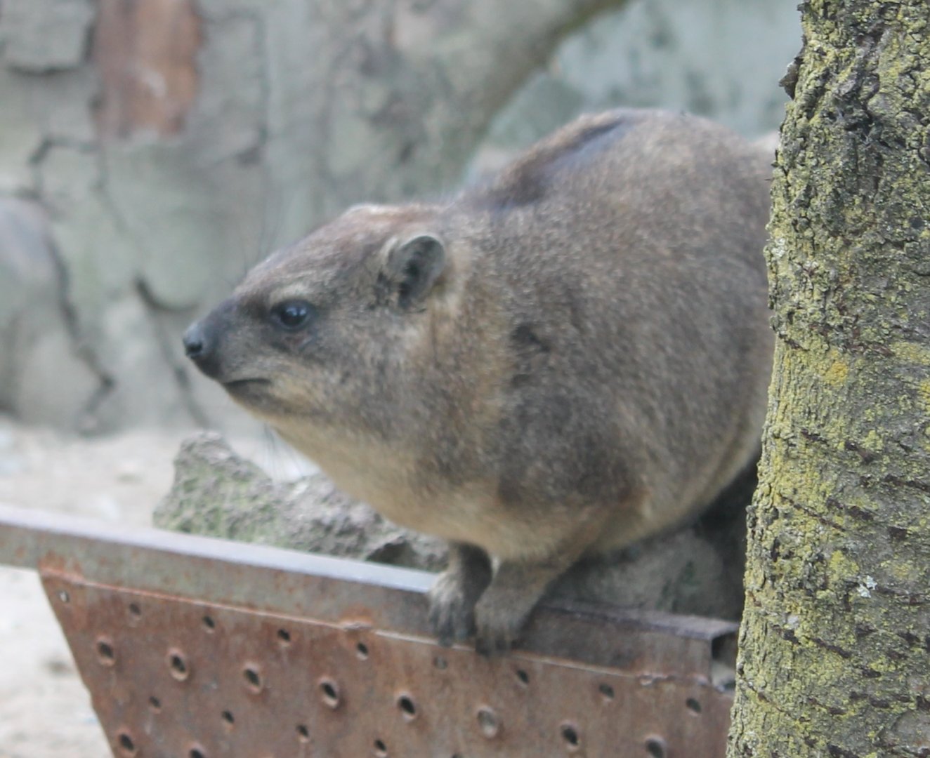 Hyrax