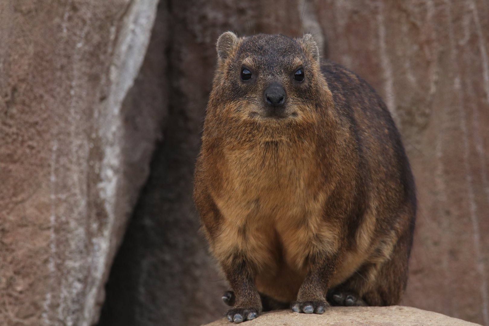 Hyrax