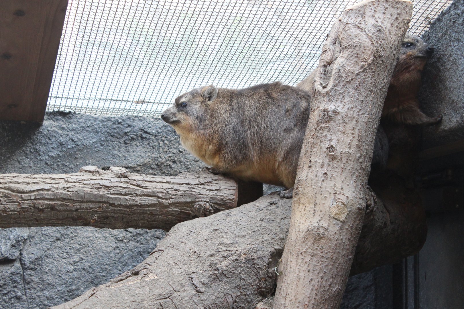 Hyrax