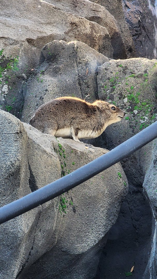 Hyrax