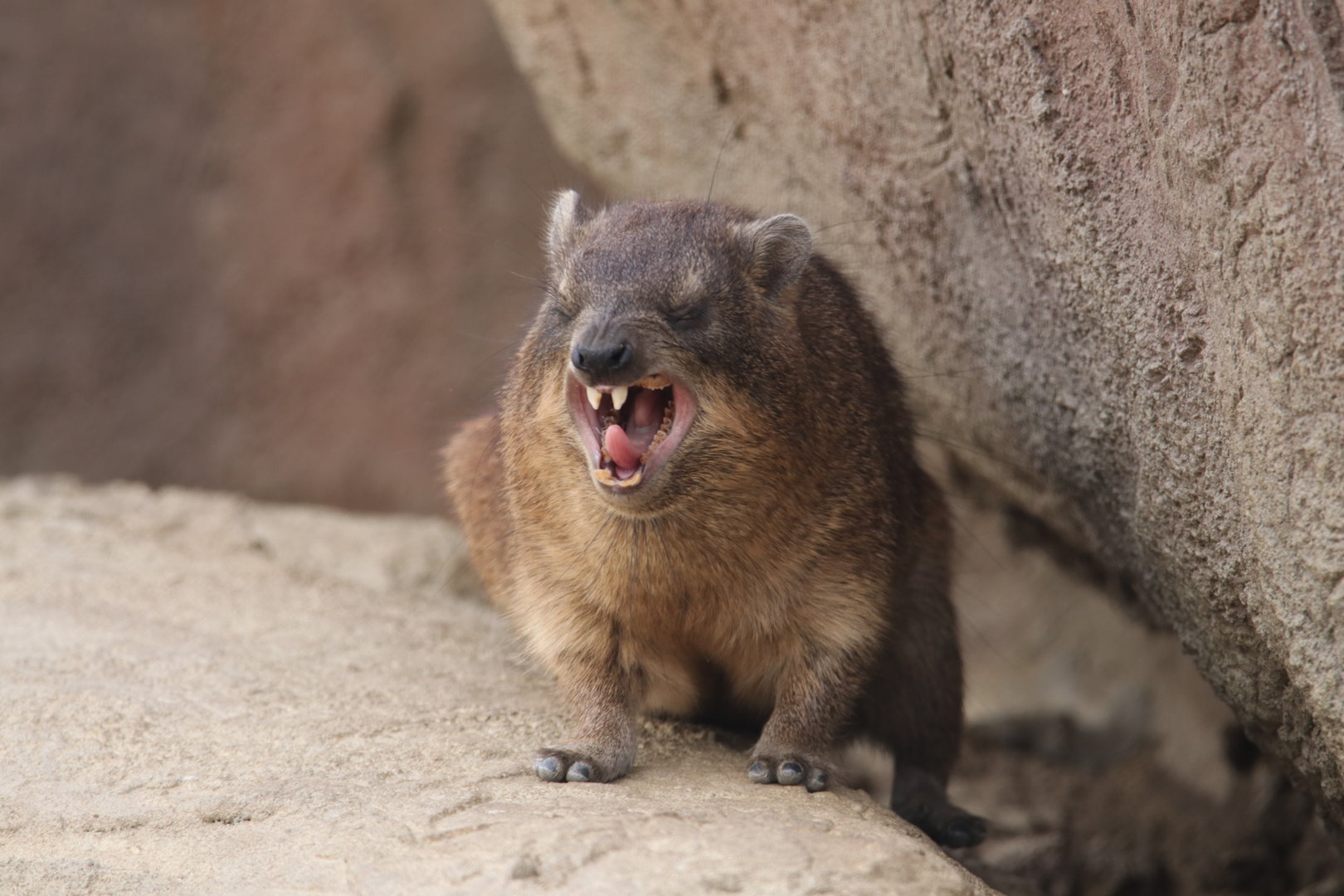 Hyrax