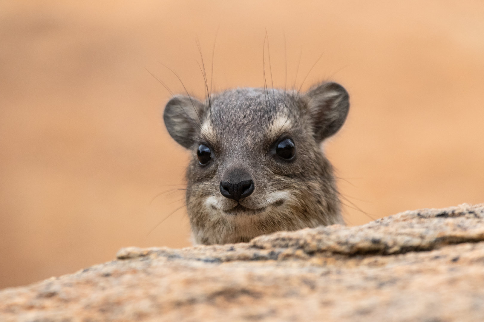 Hyrax