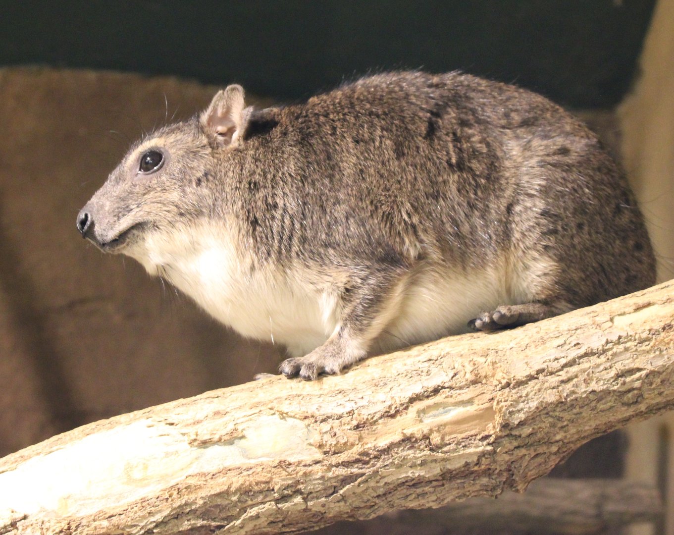 Hyrax
