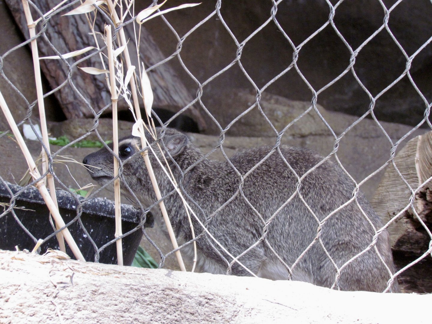 Hyrax