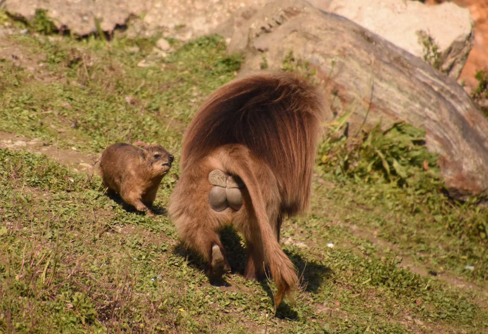 Hyraxes demand respect