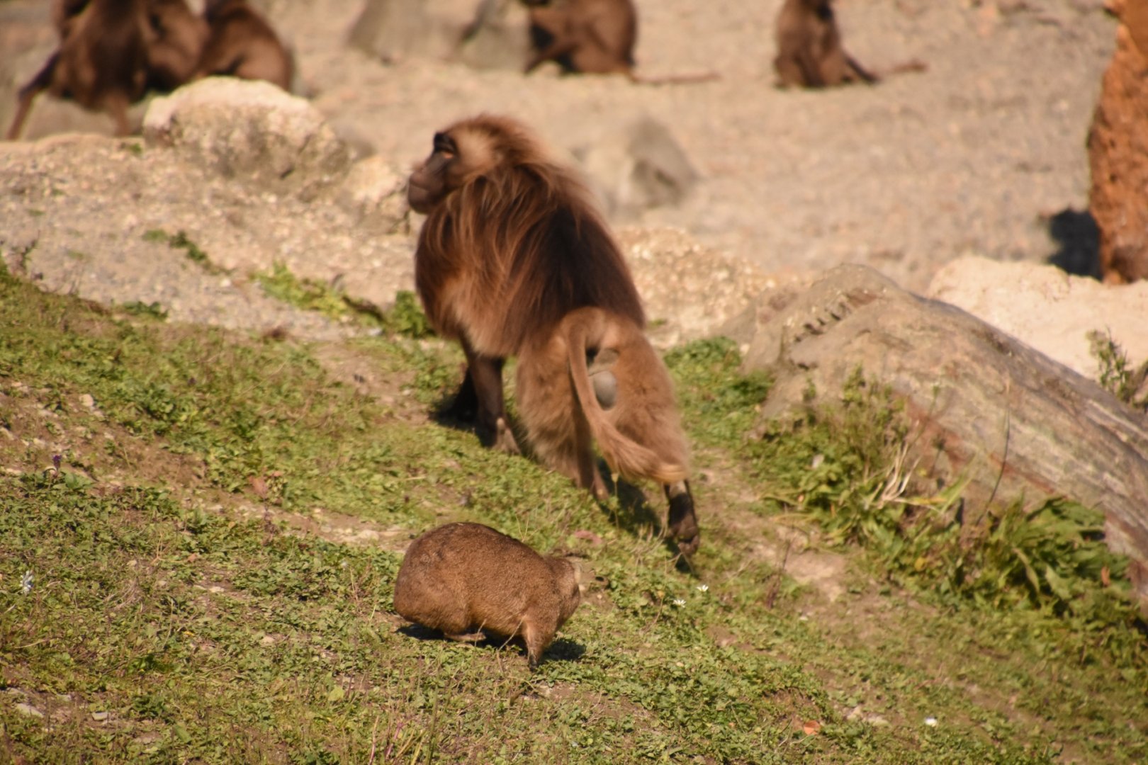 Hyraxes demand respect