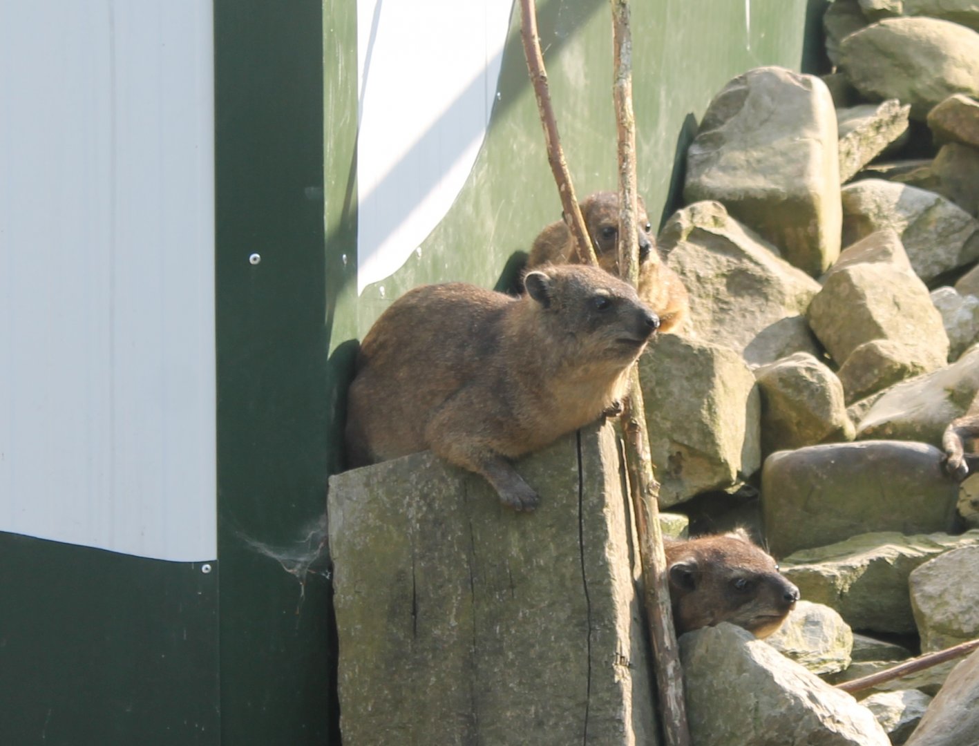 Hyraxes