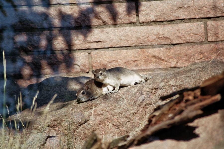 Hyraxes