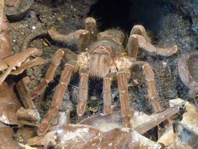 Hysterocrates gigas (preserved)