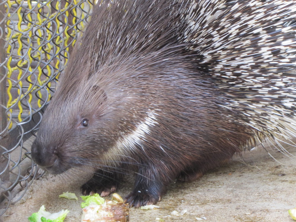 hystix indica(tehran zoo)