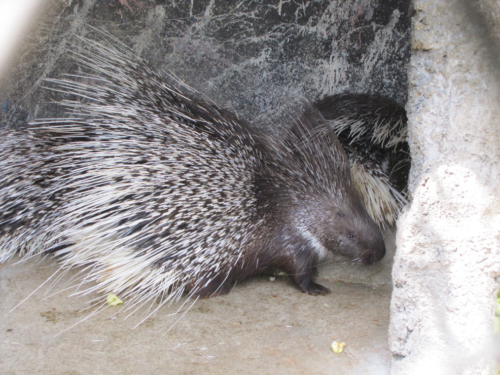 hystix indica(tehran zoo)