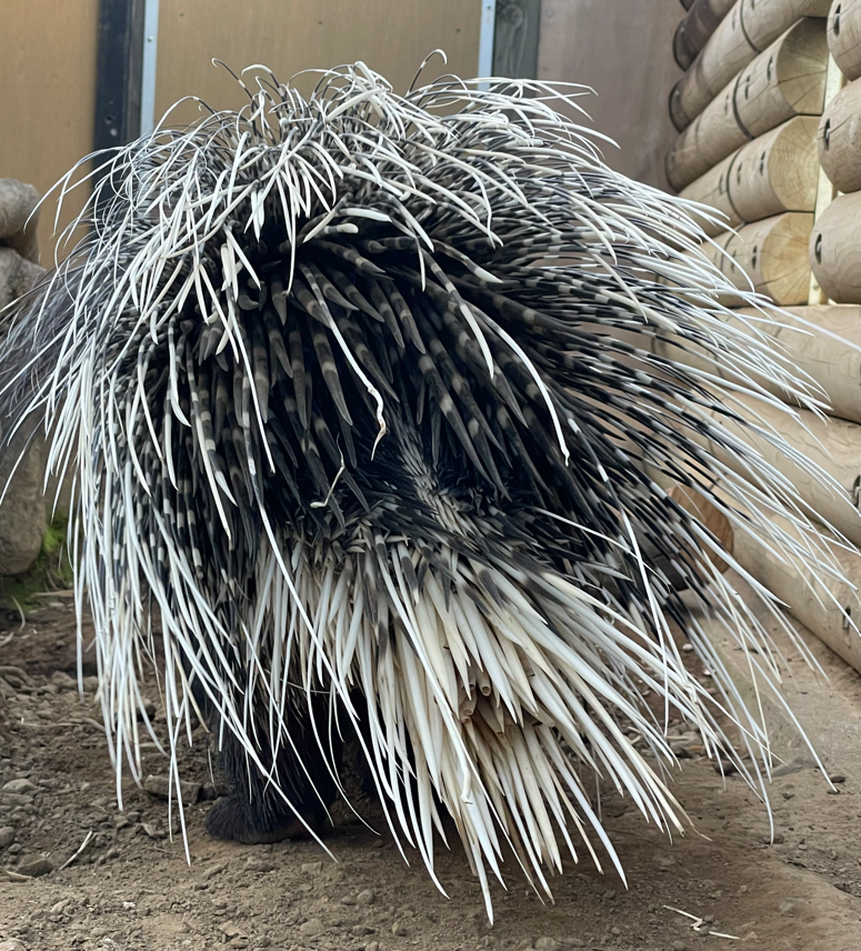 Hystrix cristata or H. africaeaustralis? - Ueno Zoo
