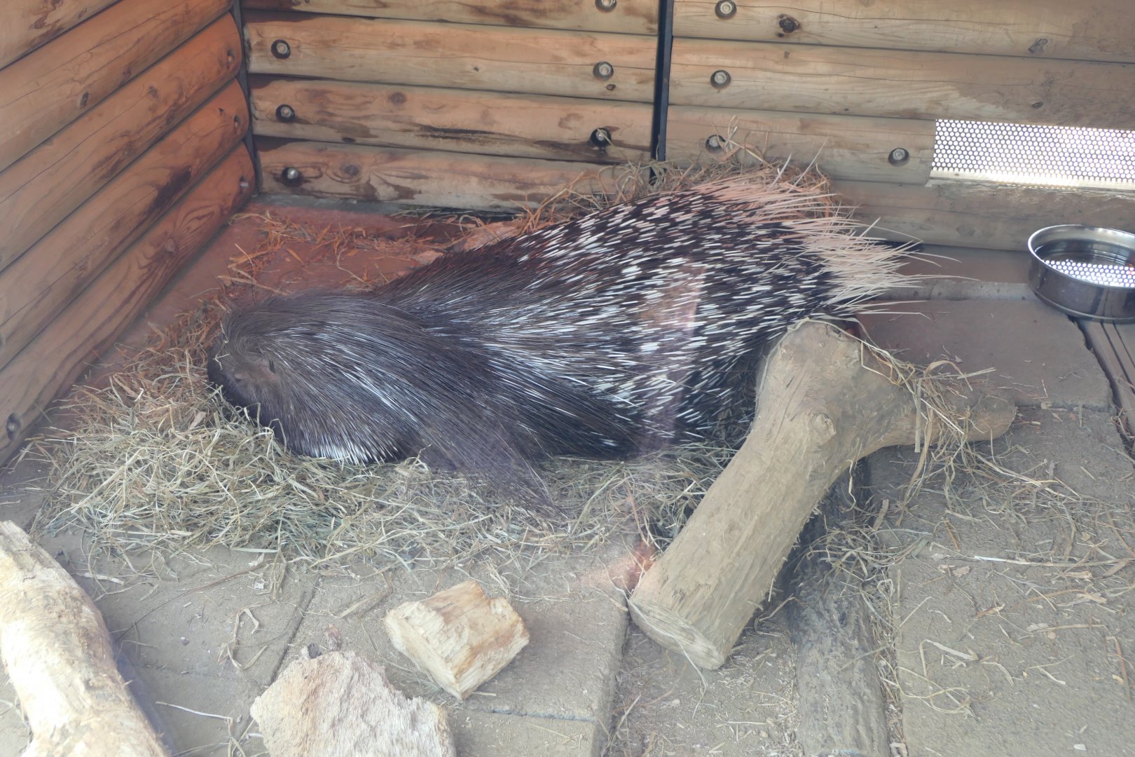 Hystrix cristatus or H. africaeaustralis? - Ueno Zoo