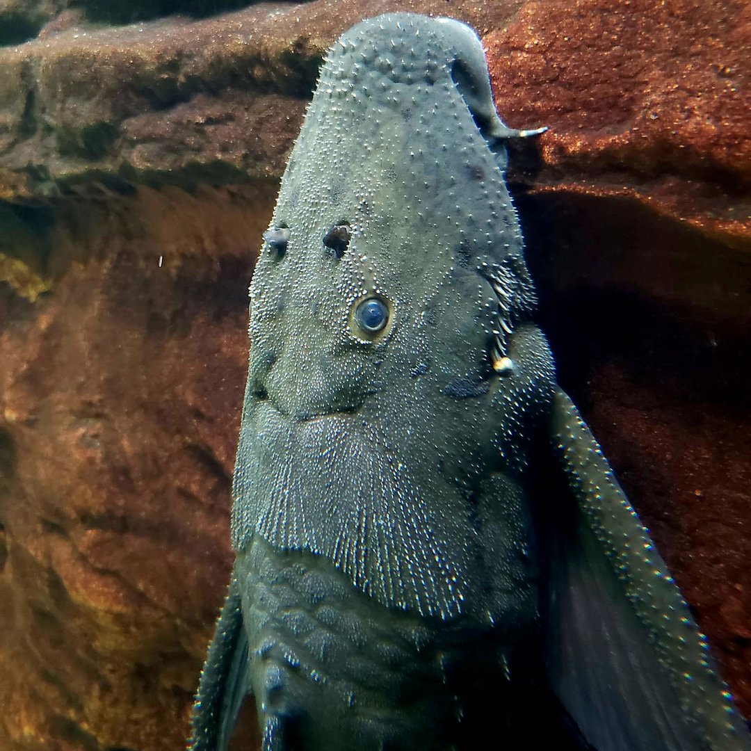 Hystrix Pleco (Acanthicus hystrix)