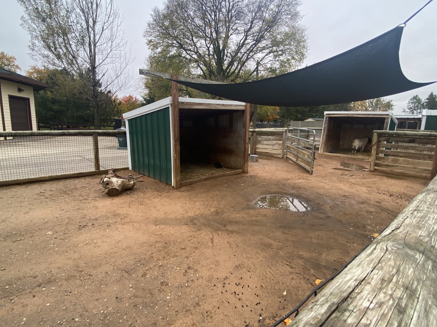 Hyvee Face-to-Face Farm - Domestic Goat Exhibit