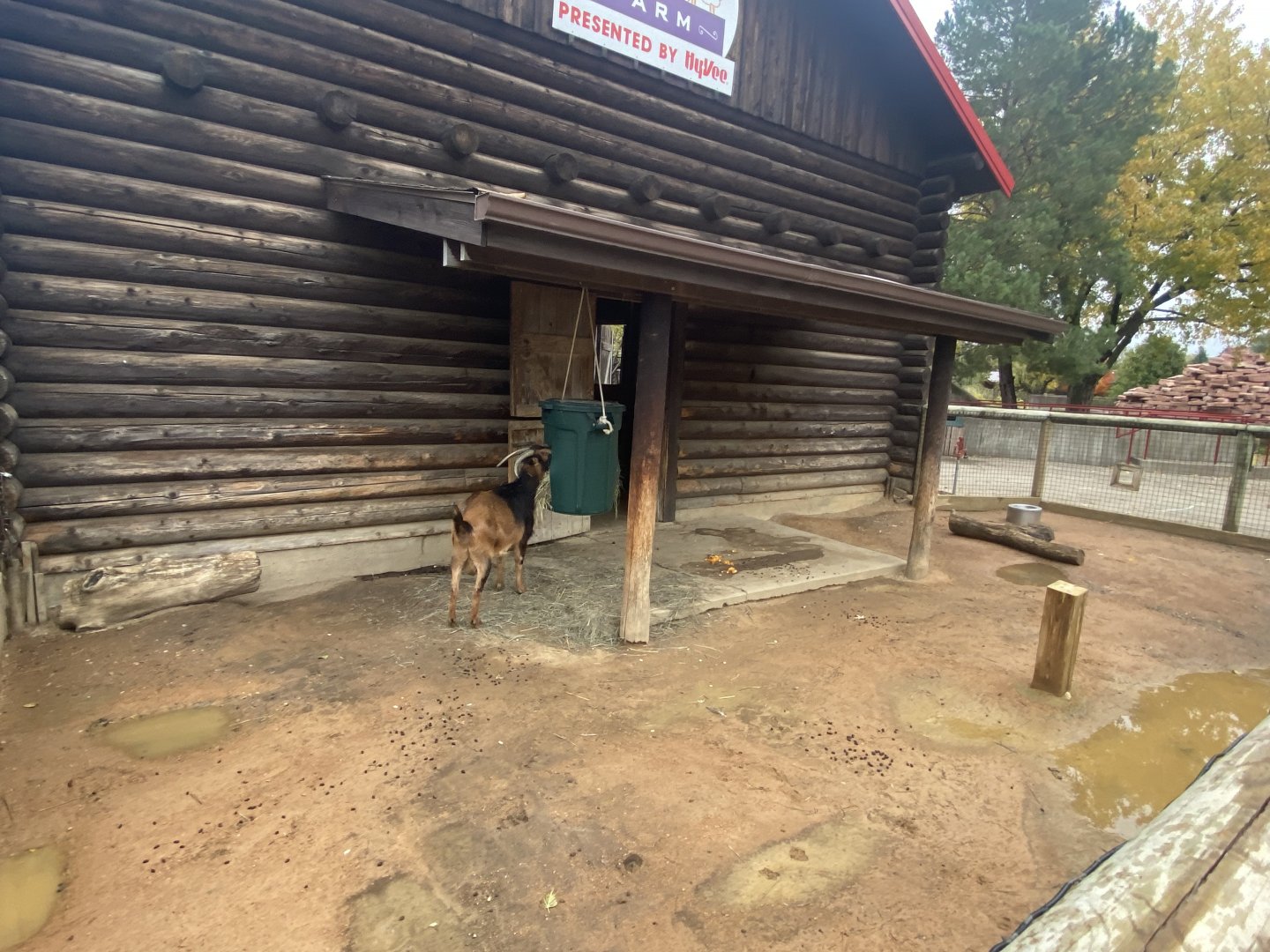 Hyvee Face-to-Face Farm - Domestic Goat Exhibit