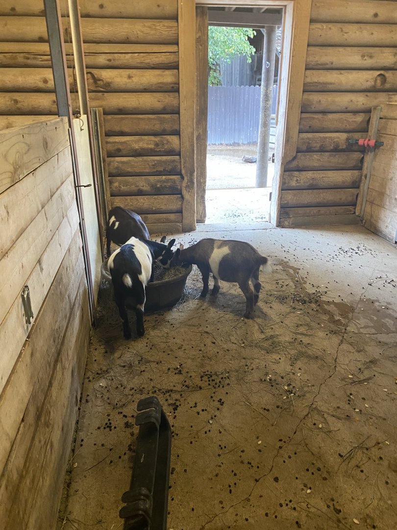 Hyvee Face-to-Face Farm - Domestic Goat Indoor Exhibit