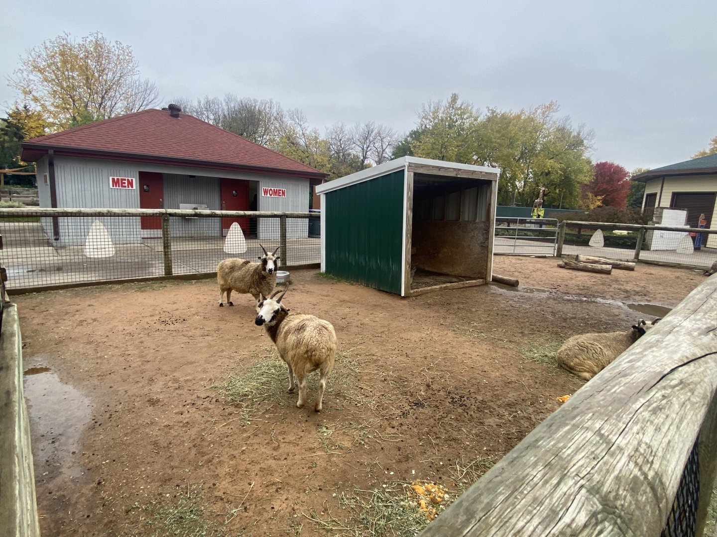 Hyvee Face-to-Face Farm - Jacob’s Sheep Exhibit