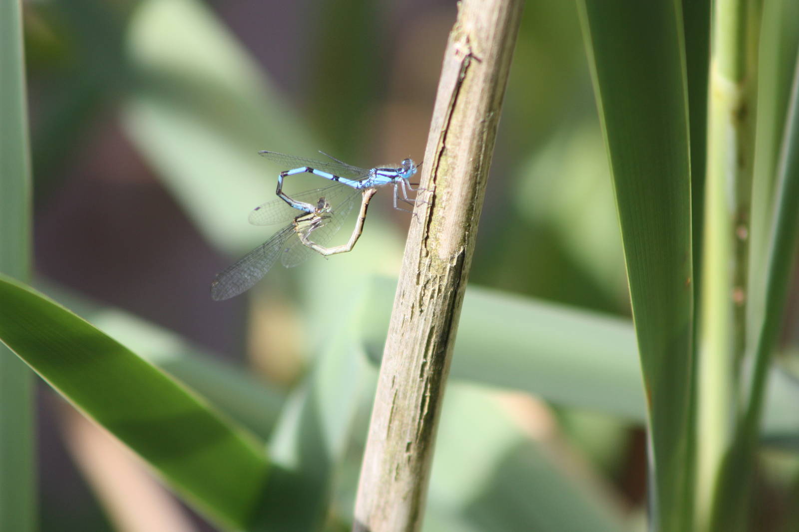 I am no entomologist either, 19th June 2014