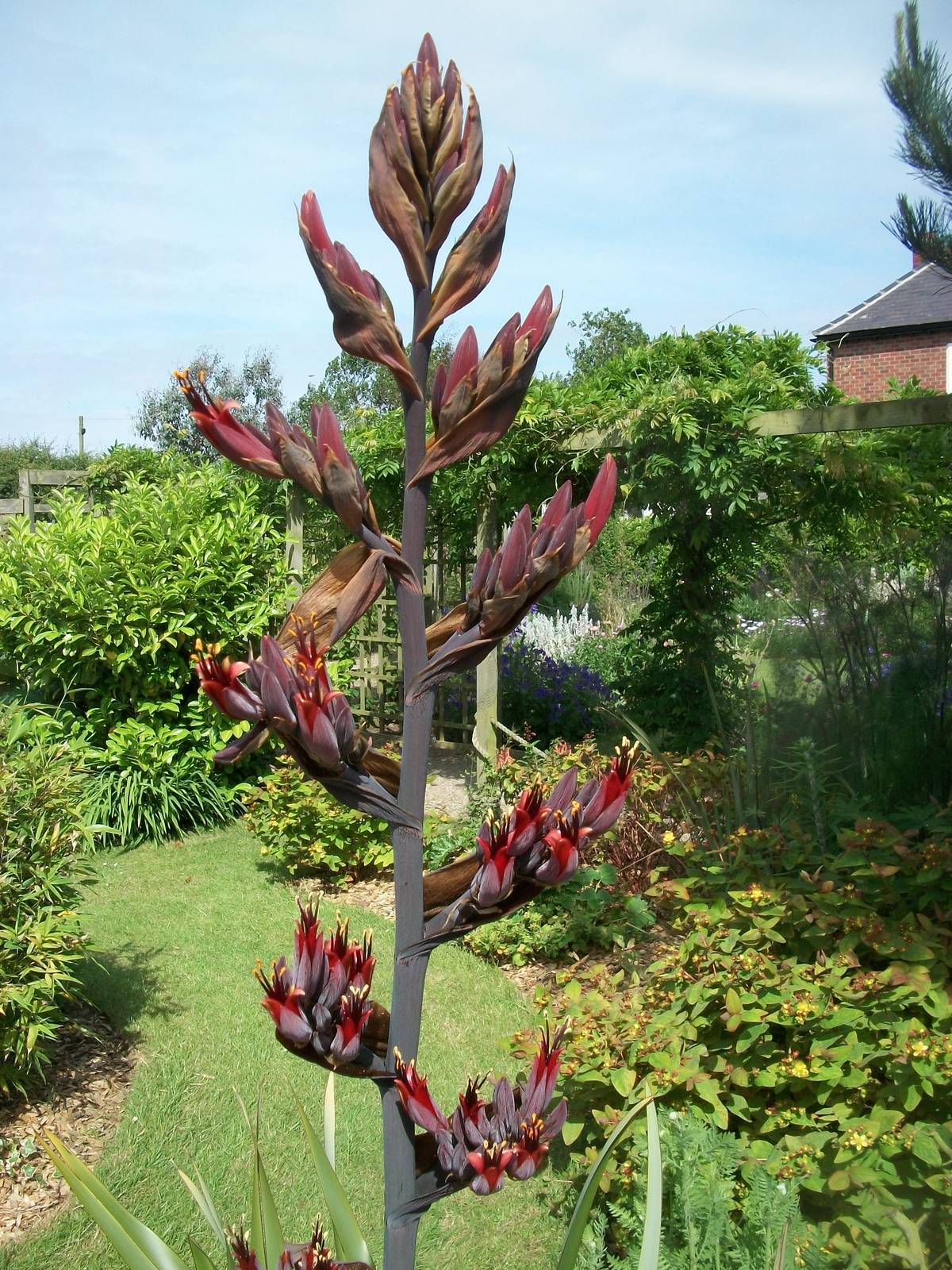I am no horticulturalist, 19th June 2014