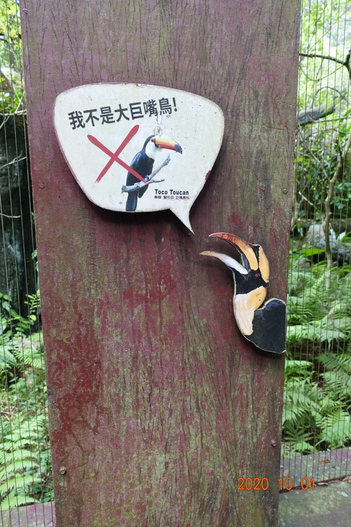 I am not a toco toucan !