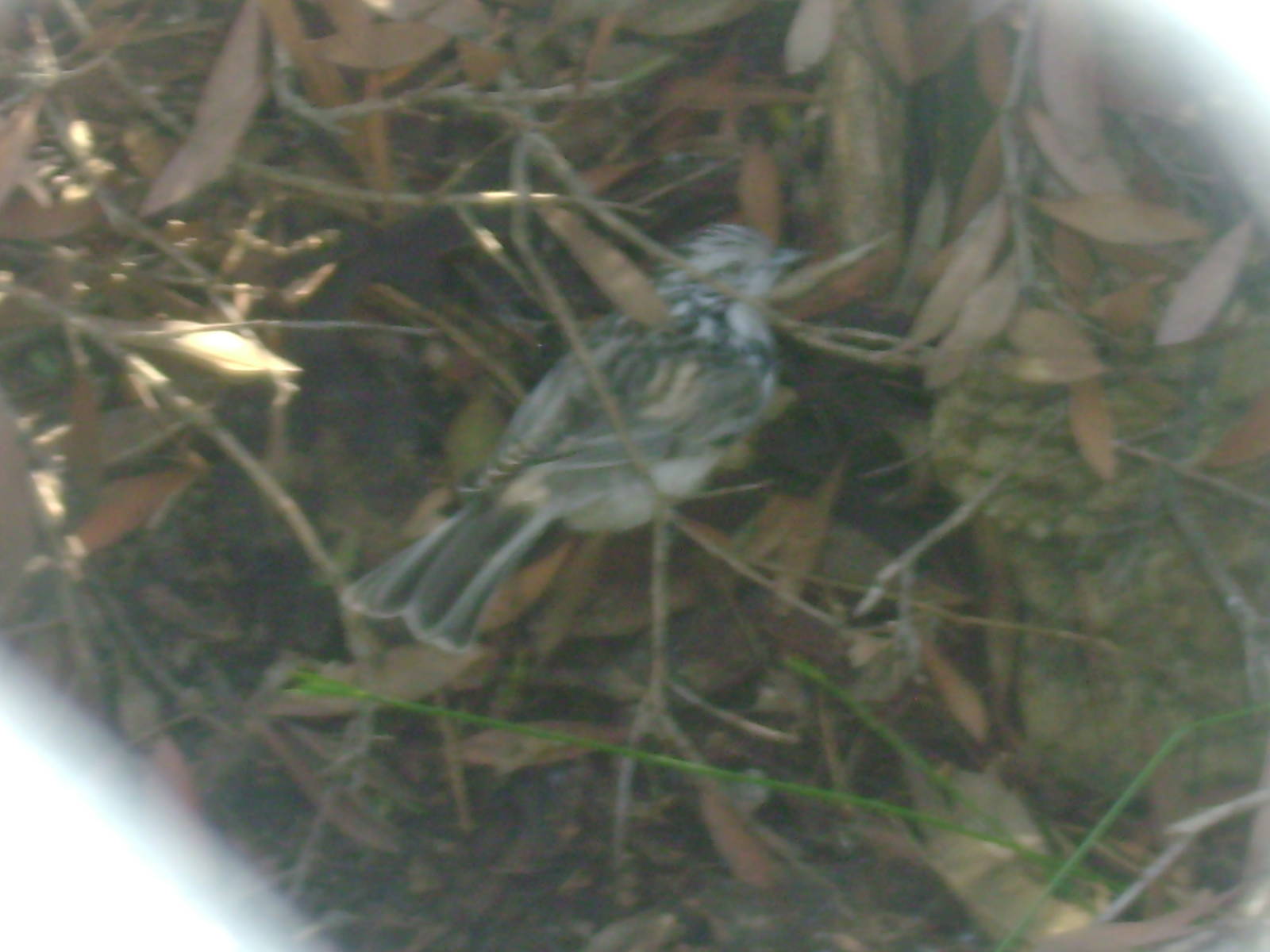 I am not sure what bird species this is.