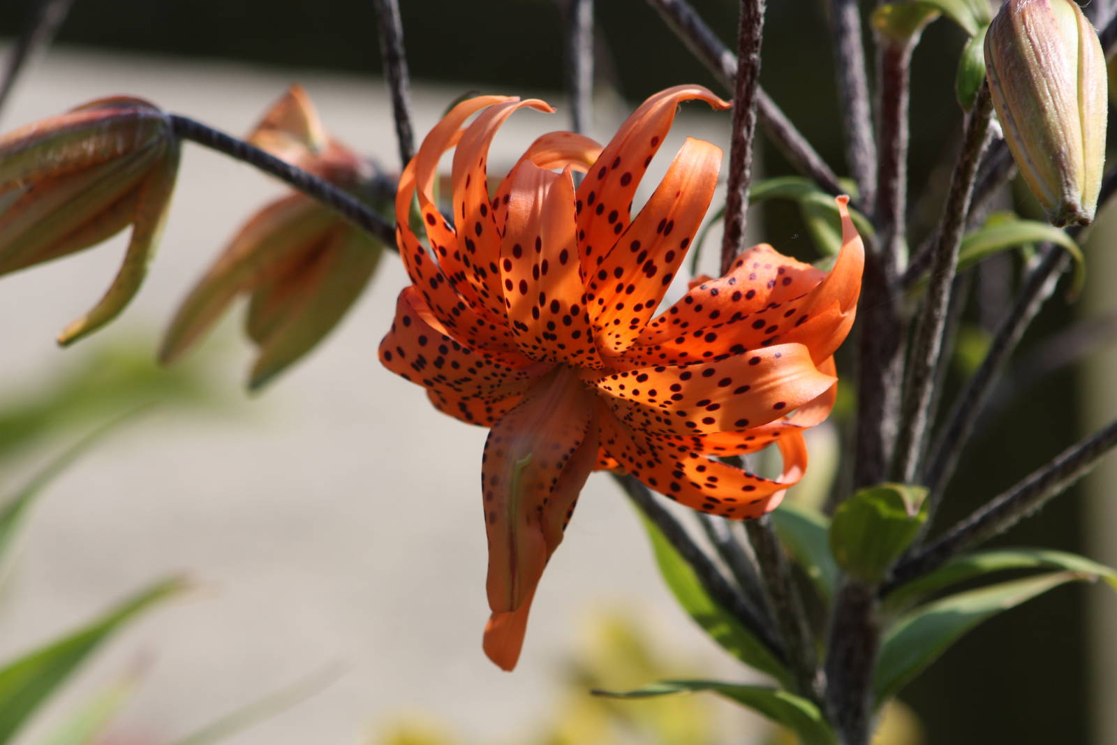 I am still no horticulturalist, 24th July 2014