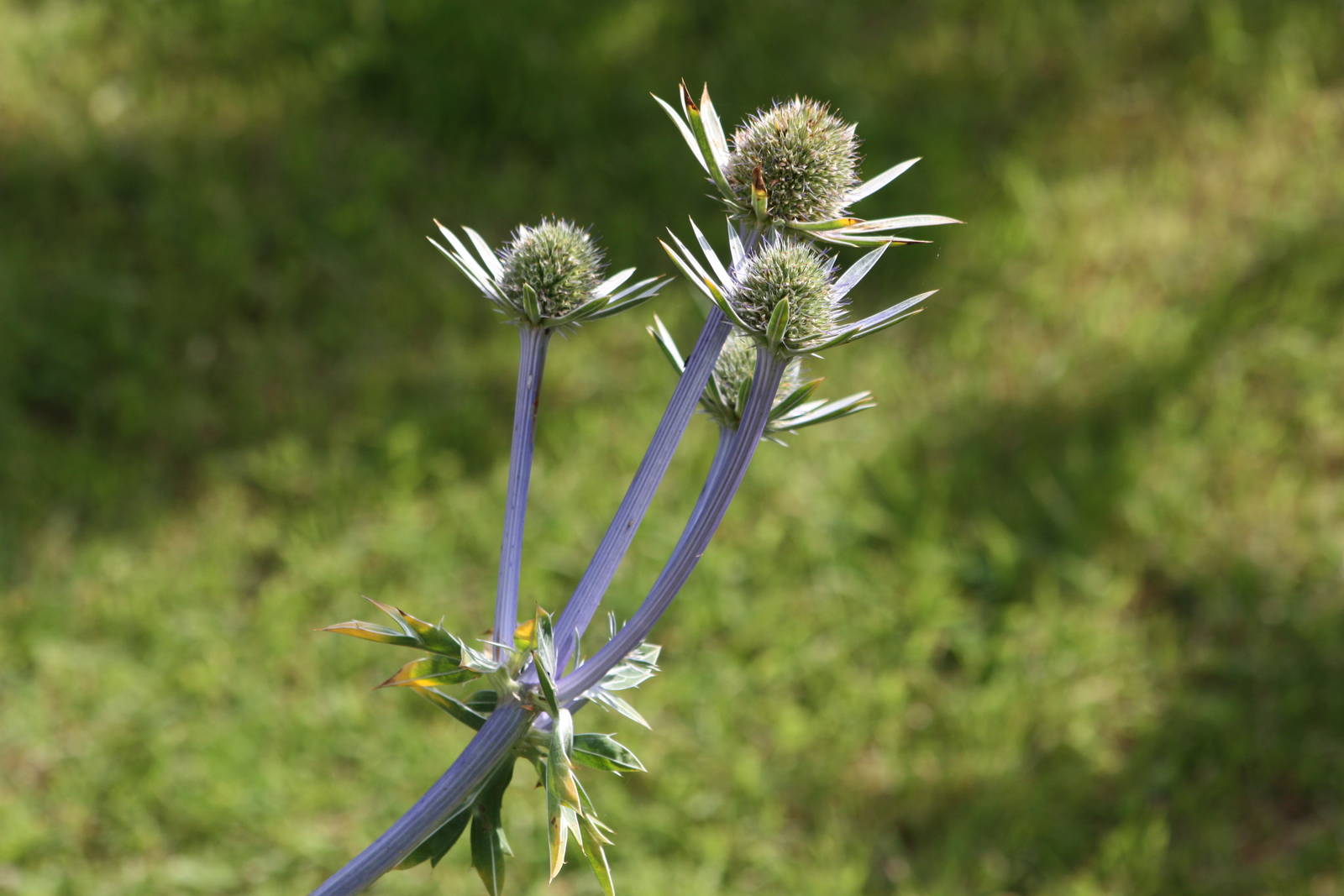 I am still no horticulturalist again, 24th July 2014