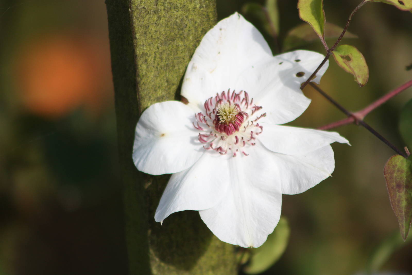 I am still no horticulturalist yet again, 16th October 2014