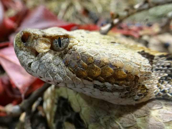 I ask for the identification - because even a Service of the terrarium I di