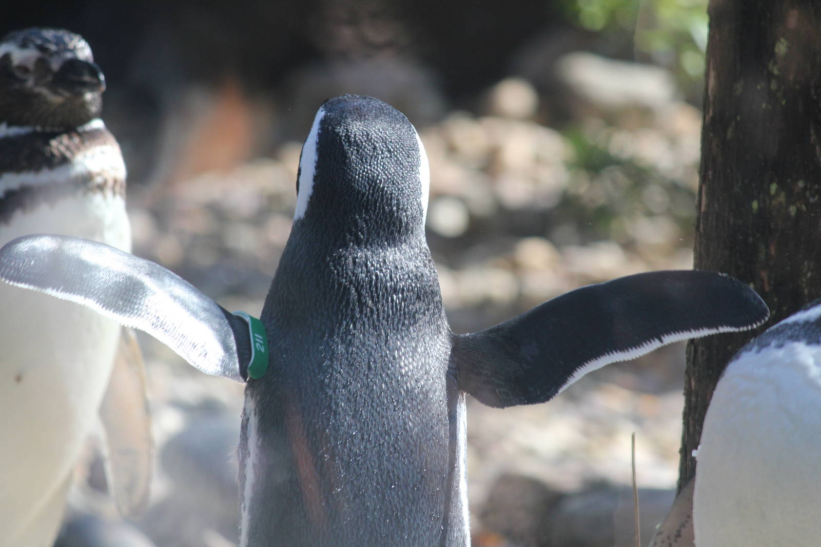 I believe I can fly!