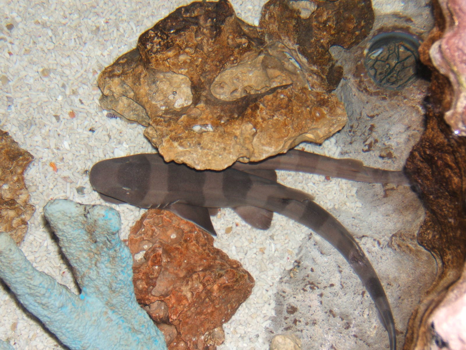 I believe this is a Short-tailed Nurse Shark