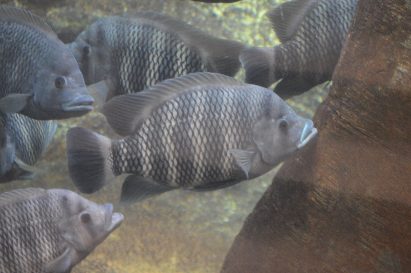 I.D. Cichlid