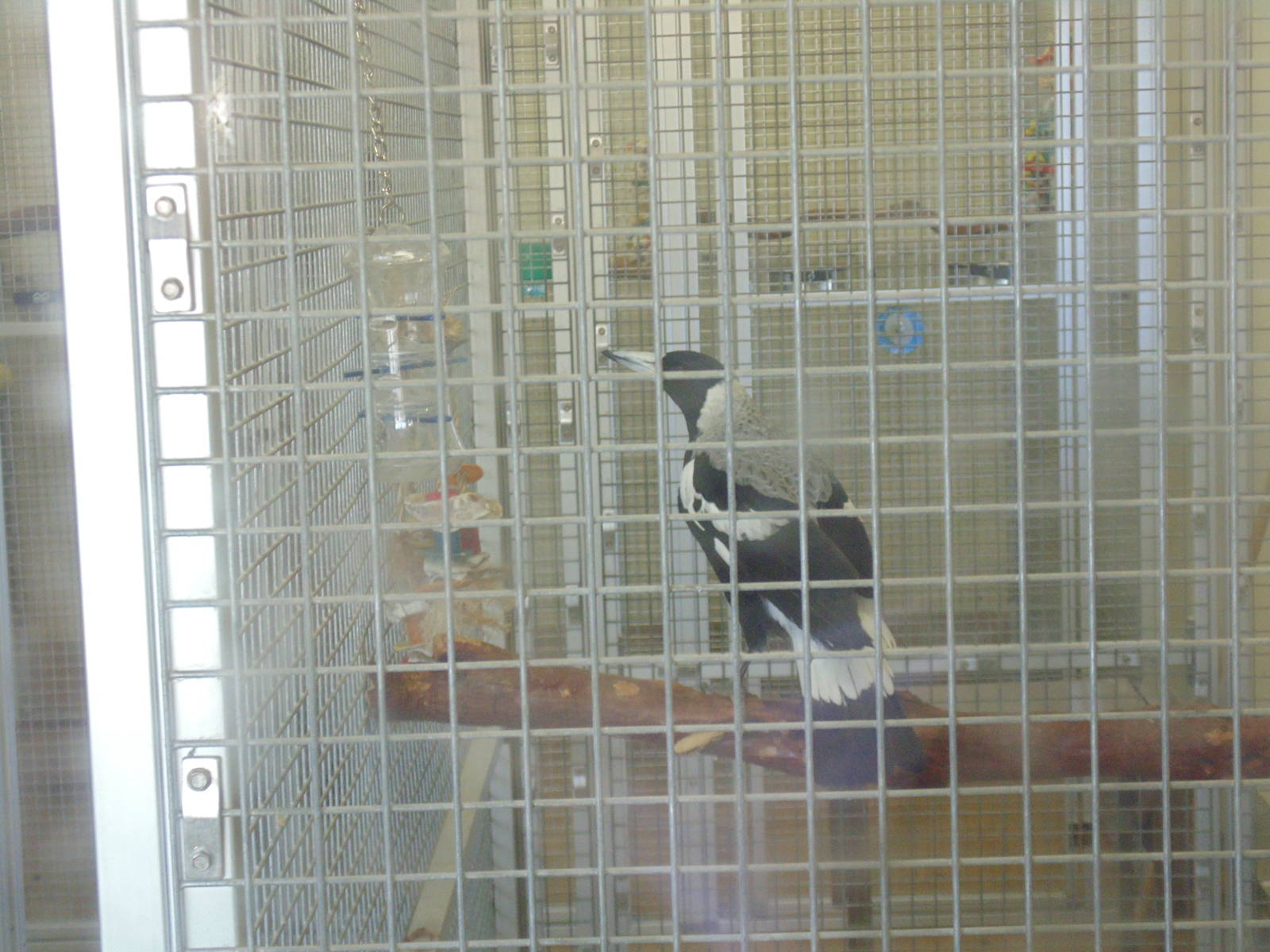 I.D. on species of Bird