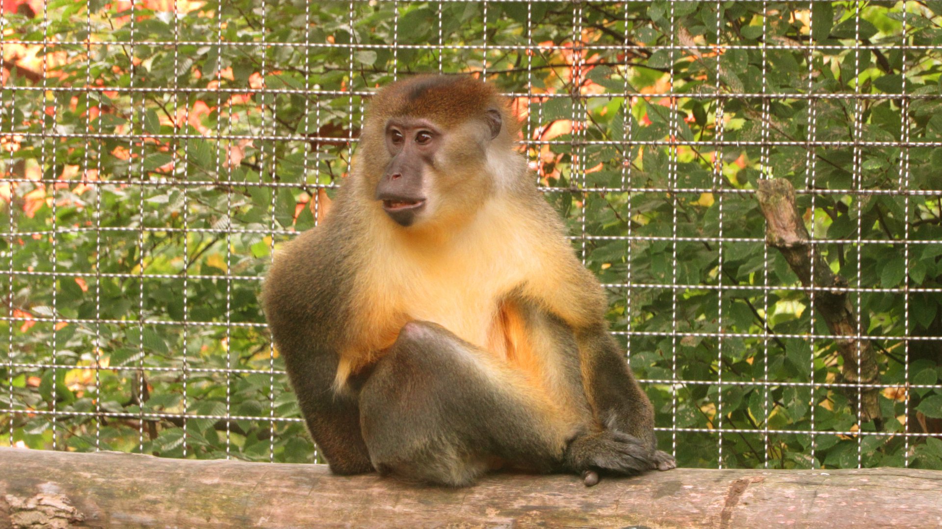 "I Didn't Do It I Swear!!!"