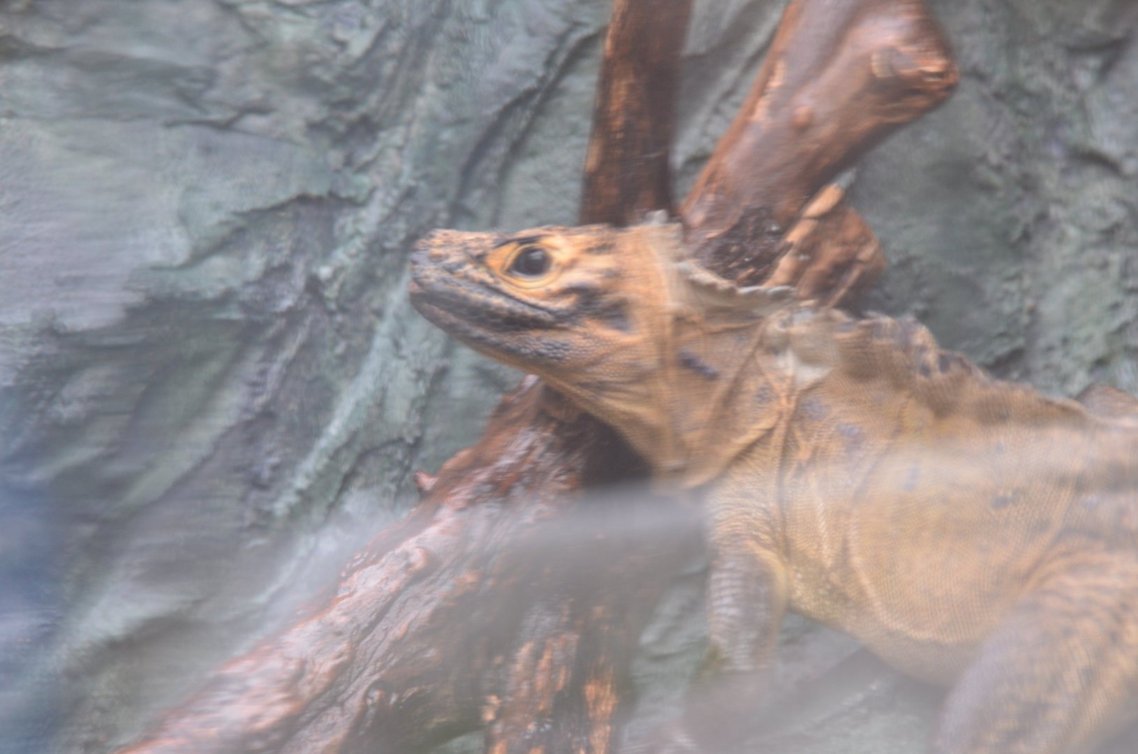 I do not remember what kind of animal this is.