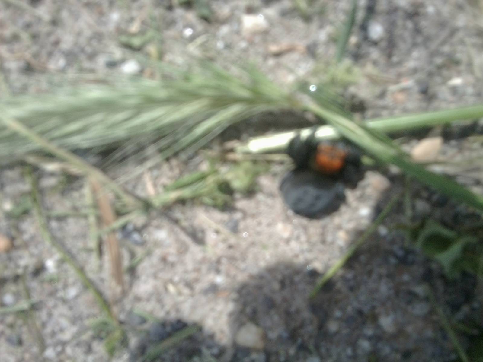 I don't know wich species of spider is this