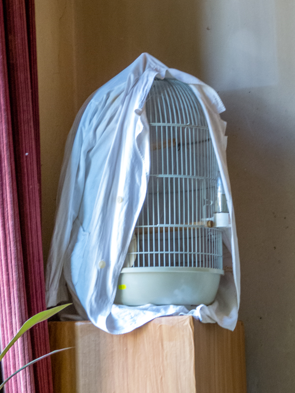 I don't remember the bird inside