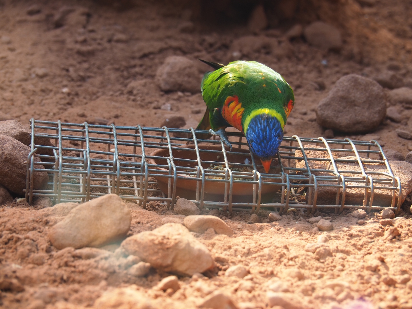 I don't think that's his food... (Sep 2nd, 2018)