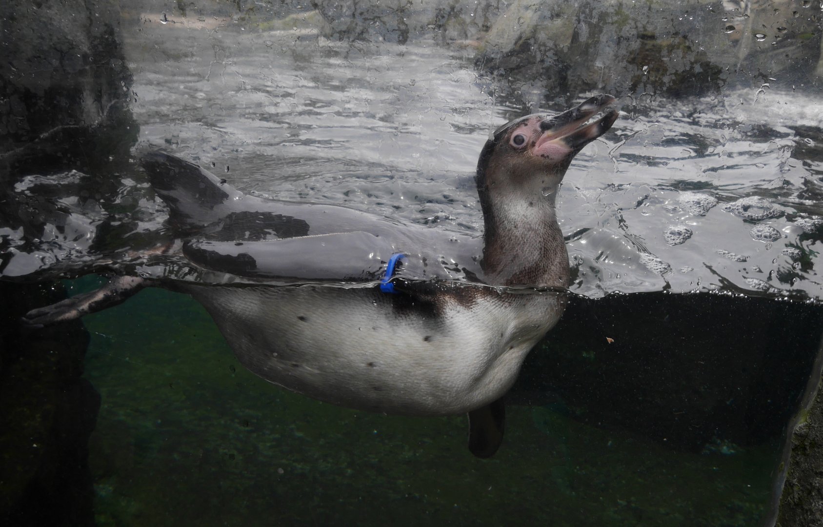 I Fed This Penguin! - My First US Zoo Trip