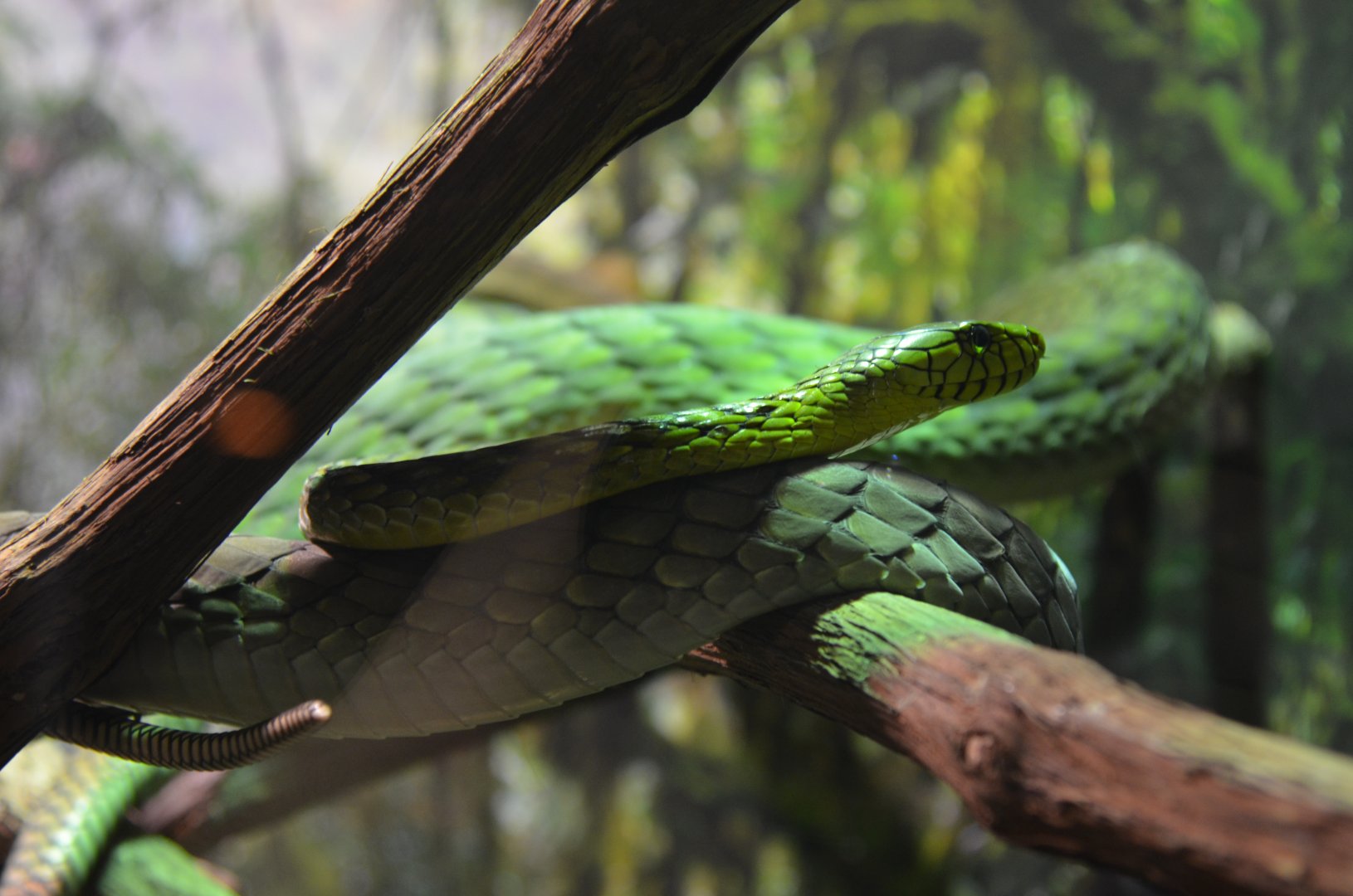 I forgor the Snake Name