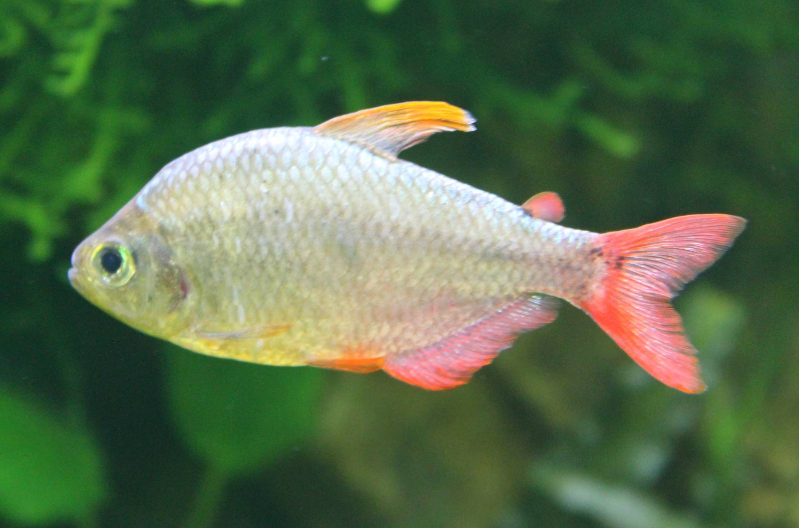 I guess Colombian tetra